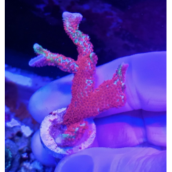 Montipora forest fire