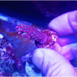 Acropora microclados strawberry shortcake 4