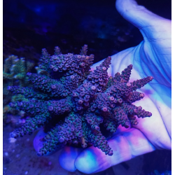 Acropora indo premium