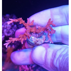 Anacropora TNT