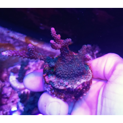 Acropora divaricata M