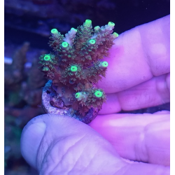 Acropora chesterfield