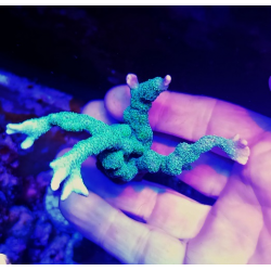 Montipora digitata green frag XL