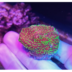 Montipora Australiensis S