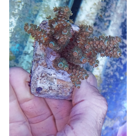 Acropora tenuis S