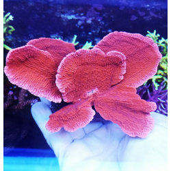 Montipora capricornis red XL