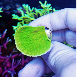 Montipora capricornis lima
