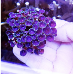 Zoanthus muerte purpura