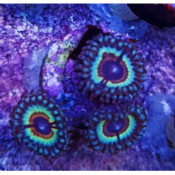 Zoanthus vampire
