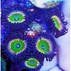Zoanthus Tinkerbell