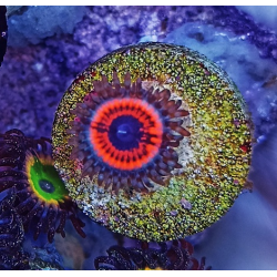 Zoanthus armageddon pólipo XL