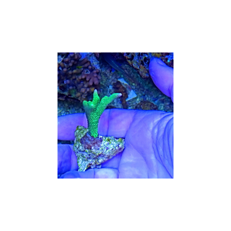 Montipora Digitata ( green fluor) frag