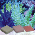 Automatic Elements AA 20 unds-Korallen-Zucht-Zeovit