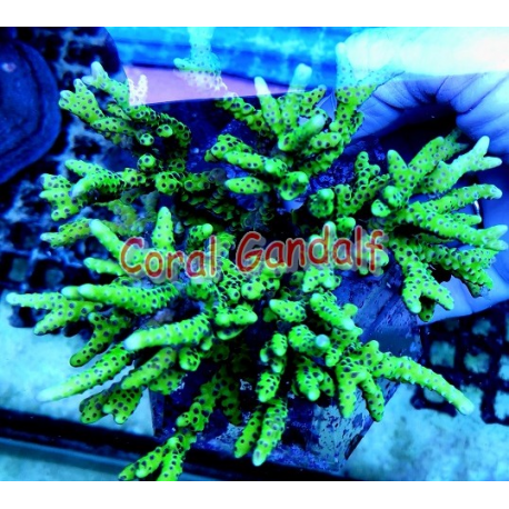 Anacropora goblin - Frags