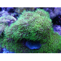 Corales blandos